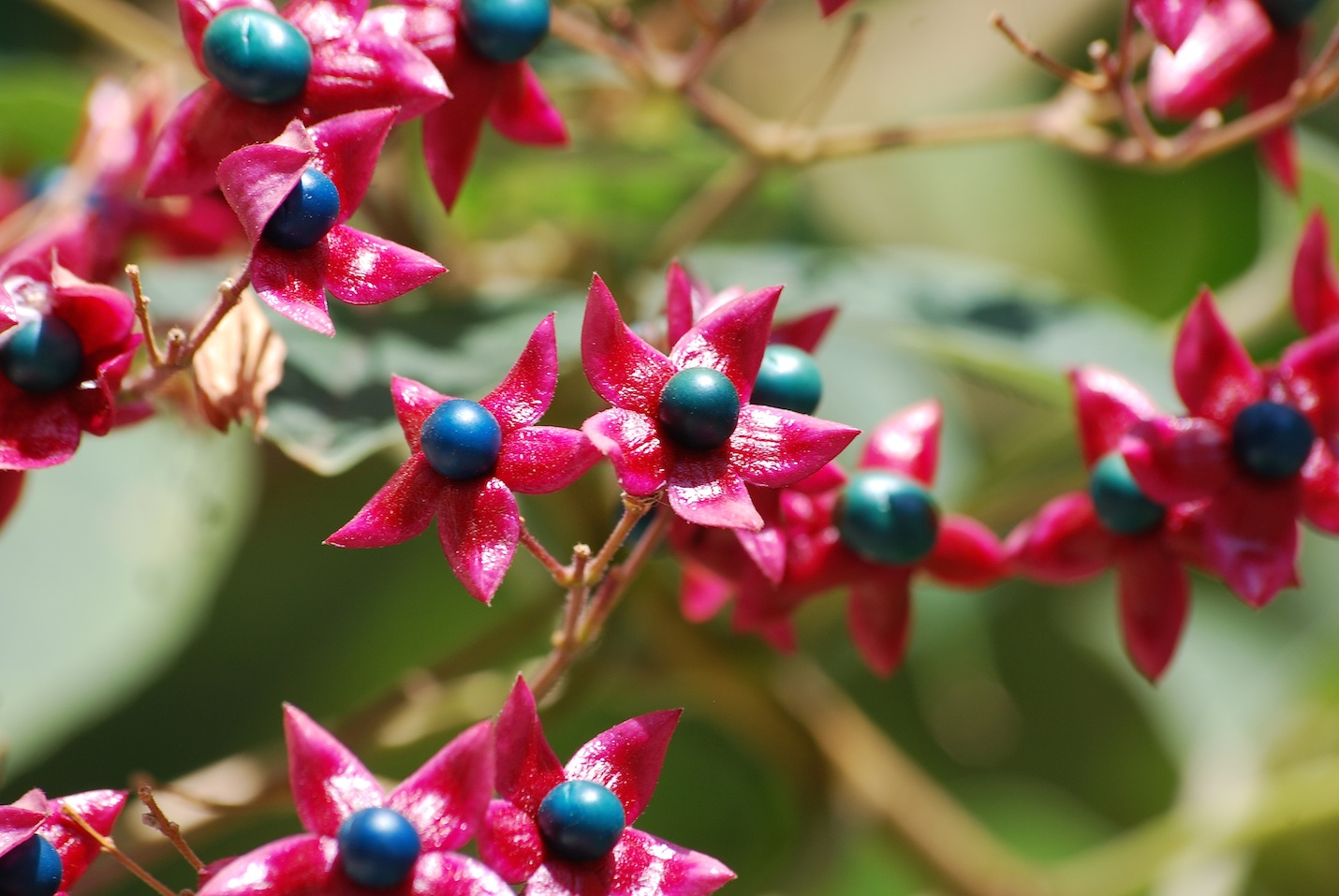 Clerodendrum trichotomum